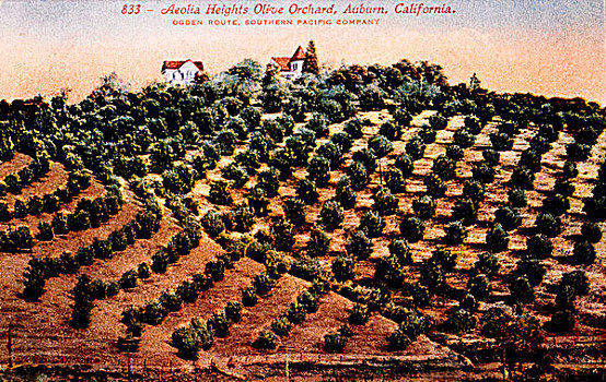橄榄园,赤褐色,加利福尼亚,美国,手绘,照片