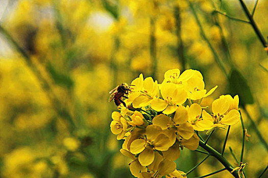 油菜花蜜蜂