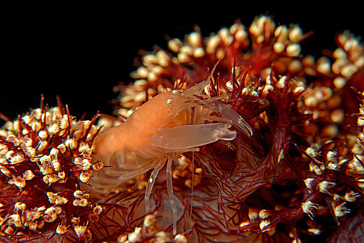白色,虾,软珊瑚,巴布亚新几内亚,大洋洲