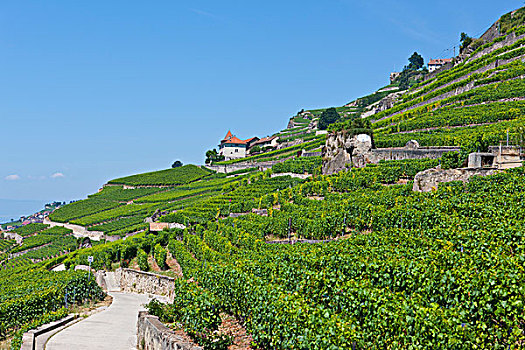 景色,葡萄园,靠近,日内瓦湖,背影,沃州,瑞士,欧洲