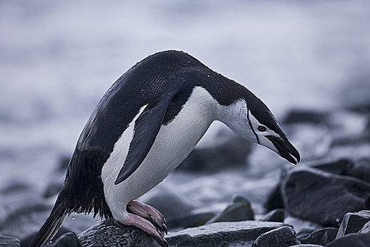 帽带企鹅,阿德利企鹅属,海洋,半月,岛屿,南设得兰群岛,南极
