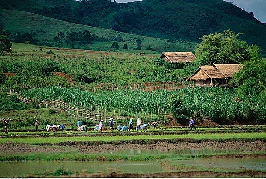 乡村,老挝