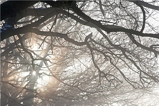 冬天,雾气,树