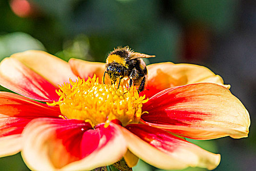 大黄蜂,收集,花蜜,大丽花,花,萨克森,德国,欧洲