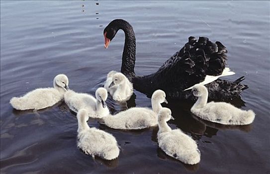 黑天鹅,天鹅,父母,游泳,白色,小天鹅,欧洲