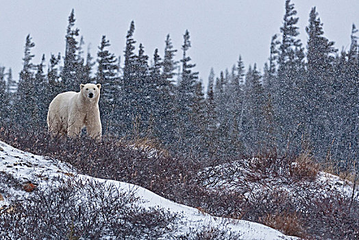 北极熊,凝视,上方,苔原,靠近,岸边,哈得逊湾,丘吉尔市,曼尼托巴,加拿大