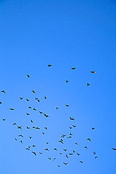 天空中成群的鸟儿在展翅飞翔