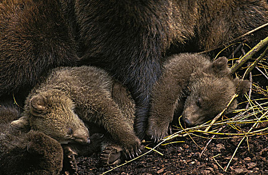 棕熊,幼仔,睡觉,母兽