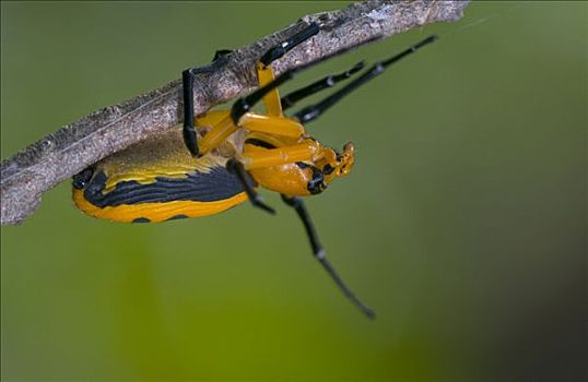 蟹蛛,倒立,细枝,几内亚,西非