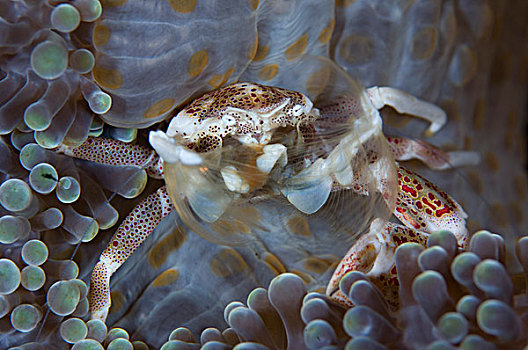 斑点,瓷蟹,进食,浮游生物,所罗门群岛