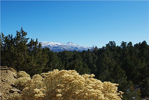 高,荒芜,花,树,雪山,国家