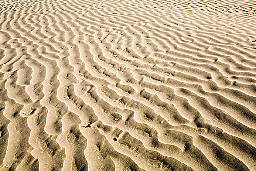 沙丘,沙子,山,生态,自然保护区,靠近,权杖,萨斯喀彻温,加拿大
