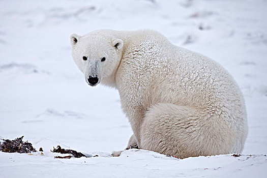 北极熊,坐,丘吉尔市,曼尼托巴,加拿大