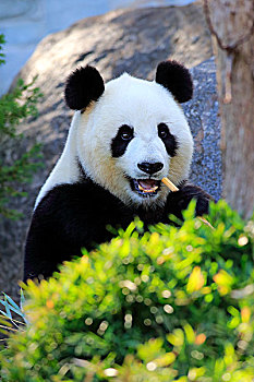 大熊猫,成年,进食,亚洲