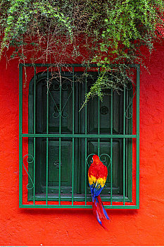 鹦鹉,向窗外看,加拉加斯,委内瑞拉