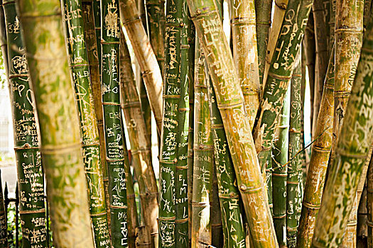 全画幅,竹子,小树林
