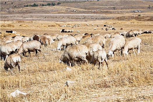 牧群,绵羊,放牧,秋天,草