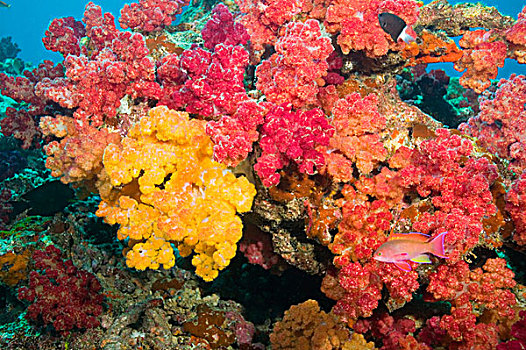 南太平洋,斐济,彩虹,礁石