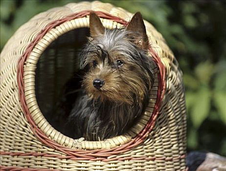 约克郡犬,柳条篮