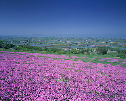 稻田,地面,粉色,盛开,山