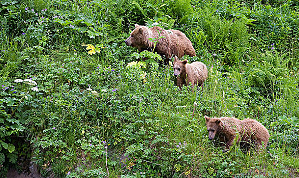 大灰熊,棕熊,女性,一岁,幼兽,喂食,卡特麦国家公园,阿拉斯加