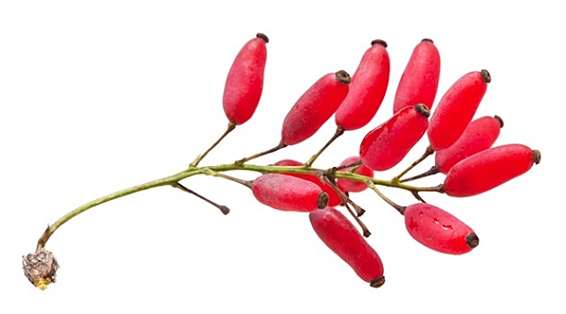 红色,小檗属,芽,成熟,水果,隔绝