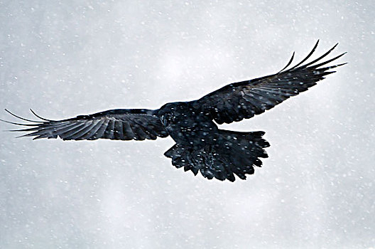 大乌鸦,渡鸦,飞,暴风雪,挪威