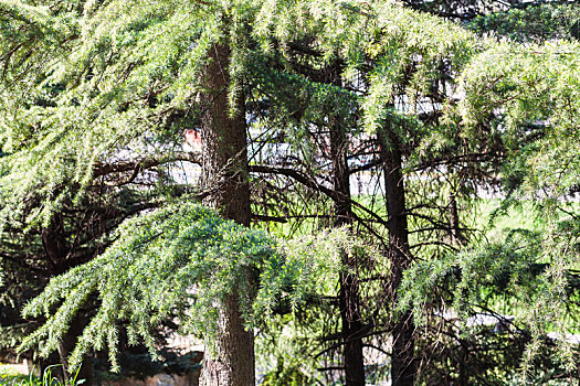 松树,城市庭院,维罗纳,城市