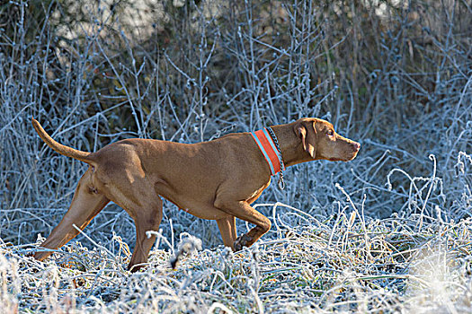 马扎尔,维希拉猎犬,地点,黑森州,德国