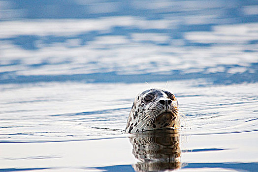 好奇,斑海豹,普通,海洋,水,不列颠哥伦比亚省,加拿大