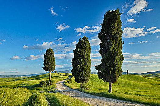 柏树,乡间小路,绿色,地点,皮恩扎,锡耶纳省,托斯卡纳,意大利