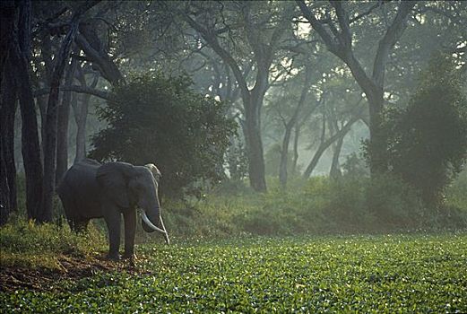 大象,早晨,薄雾