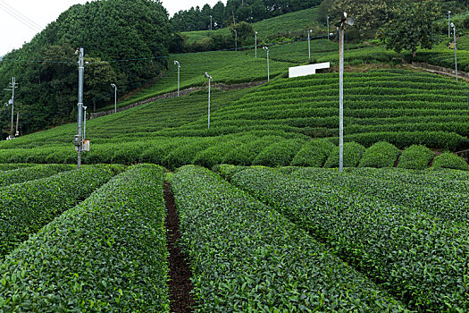 绿茶,农作物