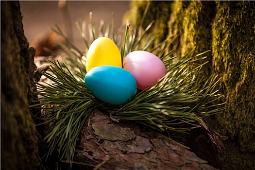照片,彩色,复活节彩蛋,鸟窝,树上