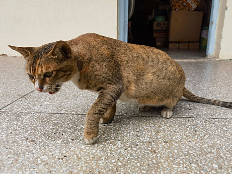 校园的猫撒泼打滚让人欢喜