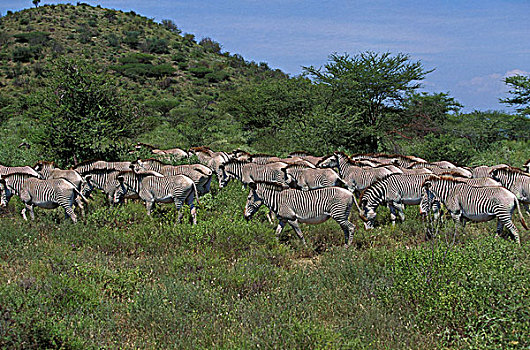 马,牧群,公园,肯尼亚