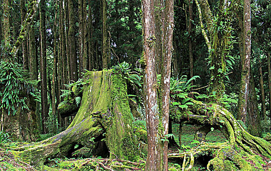 阿里山桧木林