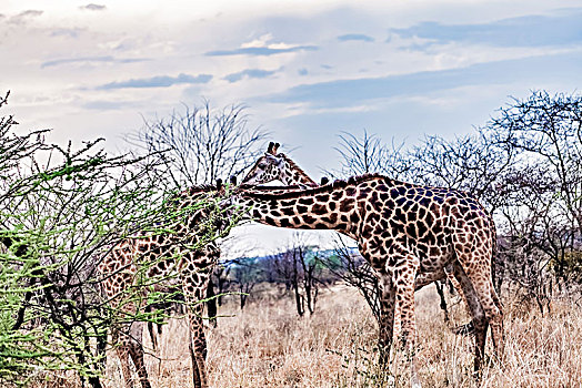 坦桑尼亚塞伦盖蒂草原长颈鹿生态环境