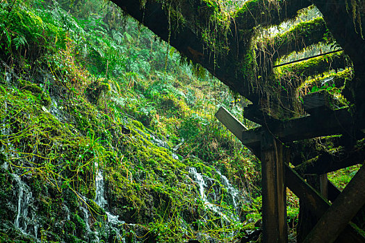 台湾太平山见晴古道,森林步道旁的山泉水
