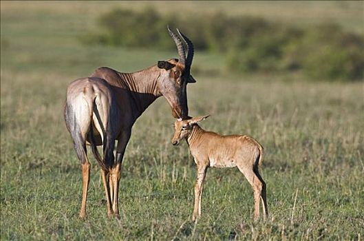 肯尼亚,纳罗克地区,马赛马拉,羚羊,后代,马赛马拉国家保护区