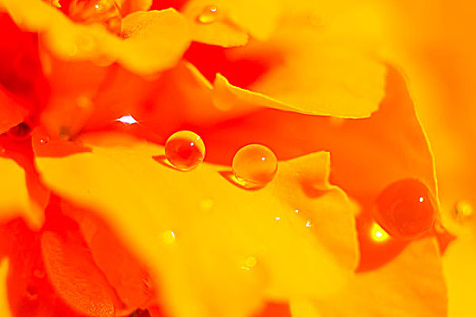 露珠,盛开,橙色,万寿菊,花