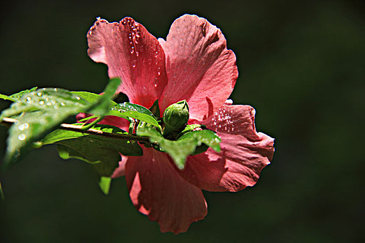 木槿,木槿花