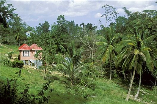 牙买加,房子,树林