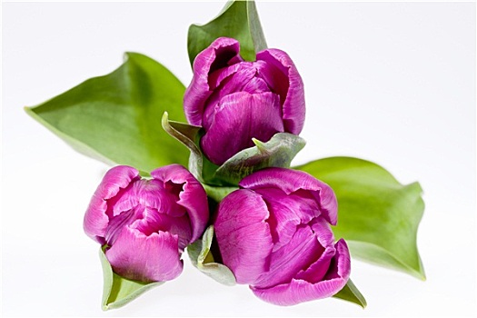 紫罗兰,春花,郁金香,隔绝,白色背景,背景