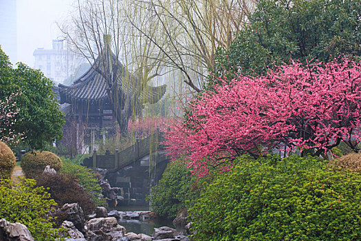 红梅,梅花,紫荆花,春色