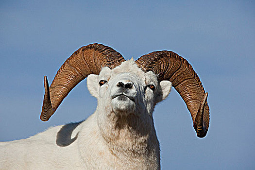 特写,野大白羊,公羊,德纳利国家公园和自然保护区,室内,阿拉斯加,秋天