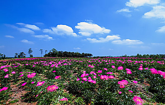 芍药花开