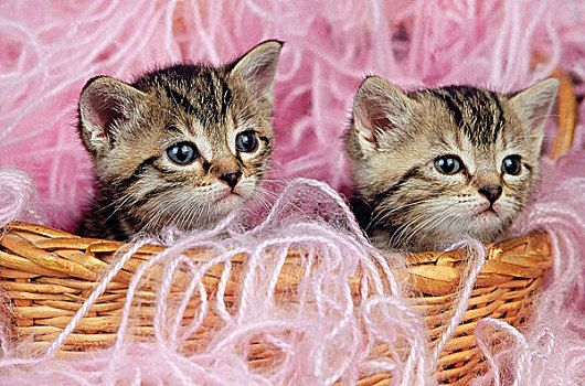 家猫,小猫,站立,篮子,满,毛织品