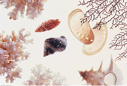 海螺壳,珊瑚