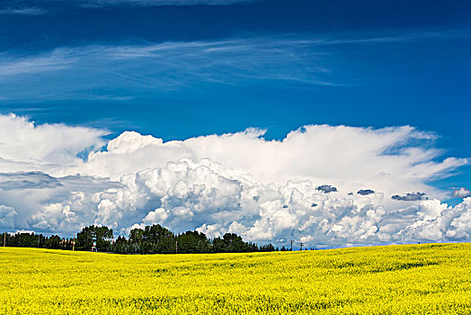 花,油菜地,大,雷雨,云,蓝天,卡尔加里,艾伯塔省,加拿大